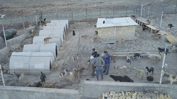 مرکز نگهداری سگ های بلا صاحب ملایر اولین مرکز عقیم سازی سگ ها در استان همدان